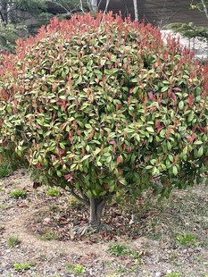 多彩灌木植物景观