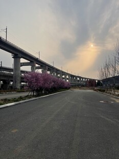 黄昏下的高架桥与烂漫花枝