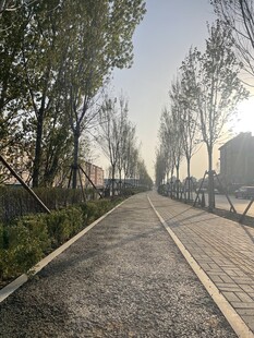 林荫小道静谧自然之景