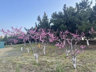 春日桃林绽放美景