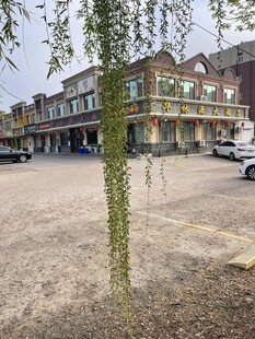 小镇街边垂柳景象