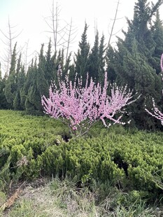 春日桃林与绿树相映成趣