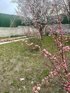 春日绽放的粉嫩桃花树