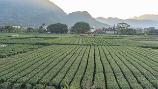 田园风光之整齐农田美景