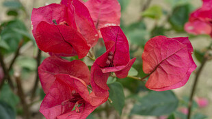 娇艳三角梅绽放