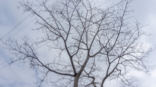 冬日枯树 尽显萧瑟之态