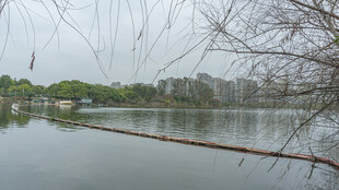 湖畔枯树 静谧湖水景致