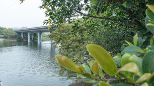 河畔桥梁与葱郁绿植景观