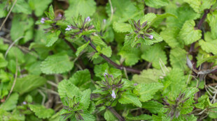 嫩绿繁茂的地面植物景观