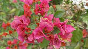 艳丽三角梅绽放