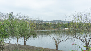 湖畔绿树风景
