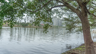 湖畔孤树 静谧水域风光