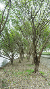 河岸树林景观图