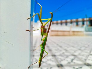 绿色螳螂倚靠墙边