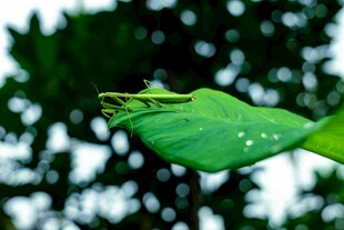 带水珠的新鲜绿叶