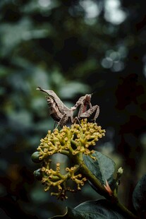 栖息于黄花上的蚂蚱
