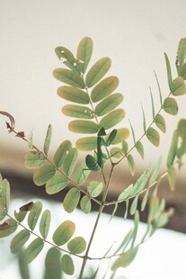 嫩绿羽状叶片植物特写