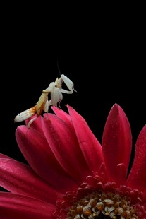 螳螂栖于艳红花朵上