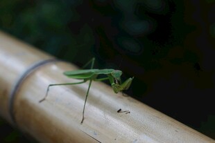 竹上绿蚱蜢