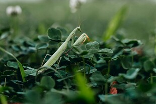 草丛中的翠绿螳螂