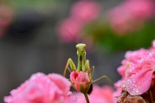 带露粉色康乃馨花苞