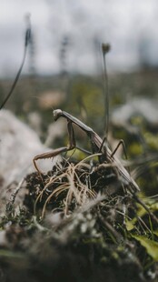 地面上的杂乱植物根茎