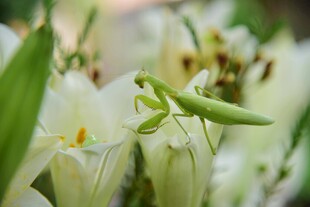 螳螂栖于白花绿叶间