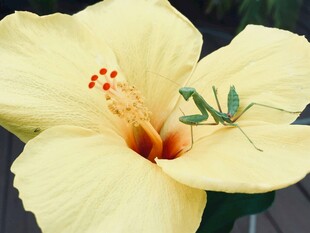 黄槿花上的绿色小昆虫