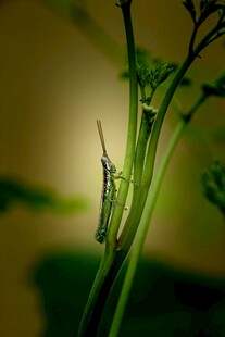 绿叶上的绿色小蚂蚱