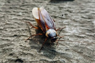 地面上的大型昆虫