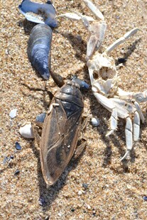 沙滩上的海洋生物残骸