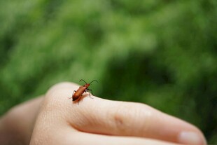 指尖上的红色小甲虫