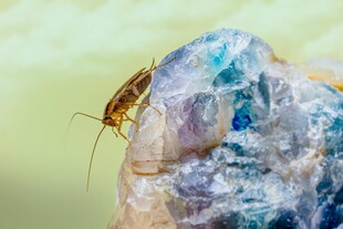 岩石上的甲虫