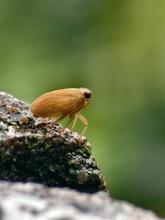岩石上的小昆虫
