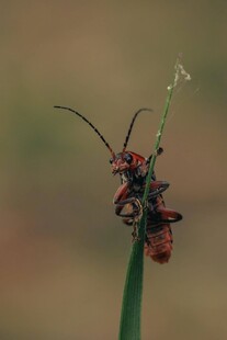 昆虫