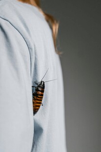 白色衣物上的彩色昆虫