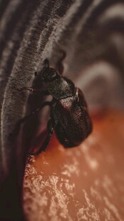 甲虫依附于物体表面