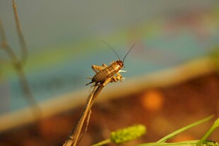 昆虫