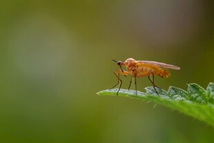 绿叶上的橙红色小昆虫