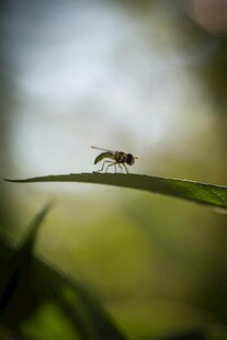 叶尖上的小蜜蜂
