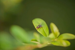 绿叶上的小昆虫