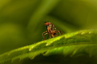 绿叶上的红眼睛小昆虫