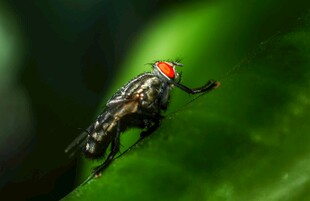 红眼睛苍蝇特写