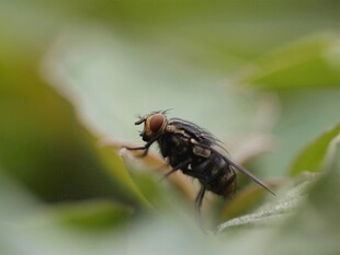 绿叶上的黑苍蝇