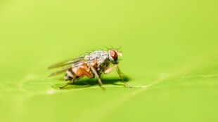 绿叶上的小果蝇