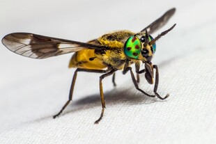 绿眼黄身蜂特写