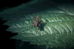 绿叶上的多彩小昆虫