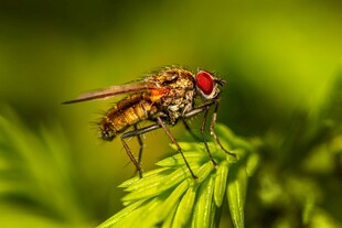 绿叶上的红眼睛苍蝇