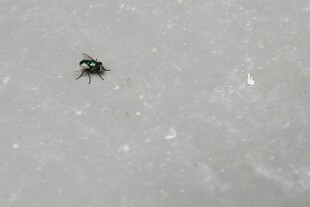 雪地中的黑色小昆虫