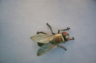 一只多彩昆虫特写